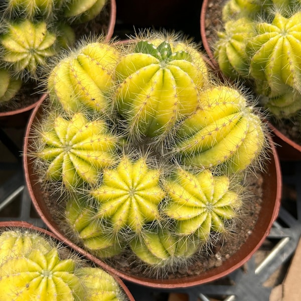 Live Cactus-Rare Cactus-Silver Variegated