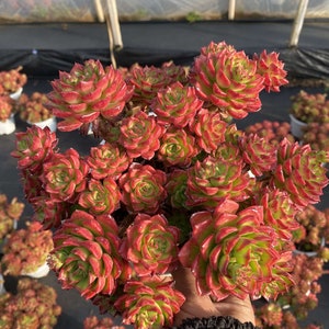 Puede incluir: Primer plano de un grupo de suculentas rojas y verdes, formando una roseta. Las hojas cambian de verde a rojo. Las plantas están en macetas blancas pequeñas, probablemente en un vivero.