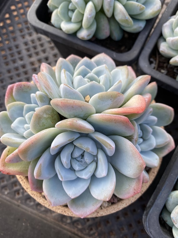 Buy Live Succulents -rare Succulents -echeveria 'ice Green' Online in India  - Etsy