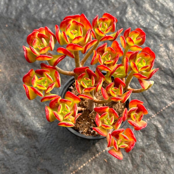 Suculentas vivas - Suculentas raras - Suculentas de múltiples cabezas - Sedum dendroideum