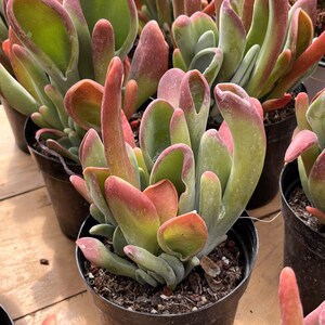 May include: Close-up of a potted succulent plant with thick, fleshy leaves. The leaves are a mix of green, red, and yellow, with some leaves having a reddish-pink hue at the tips. The plant is in a black plastic pot.