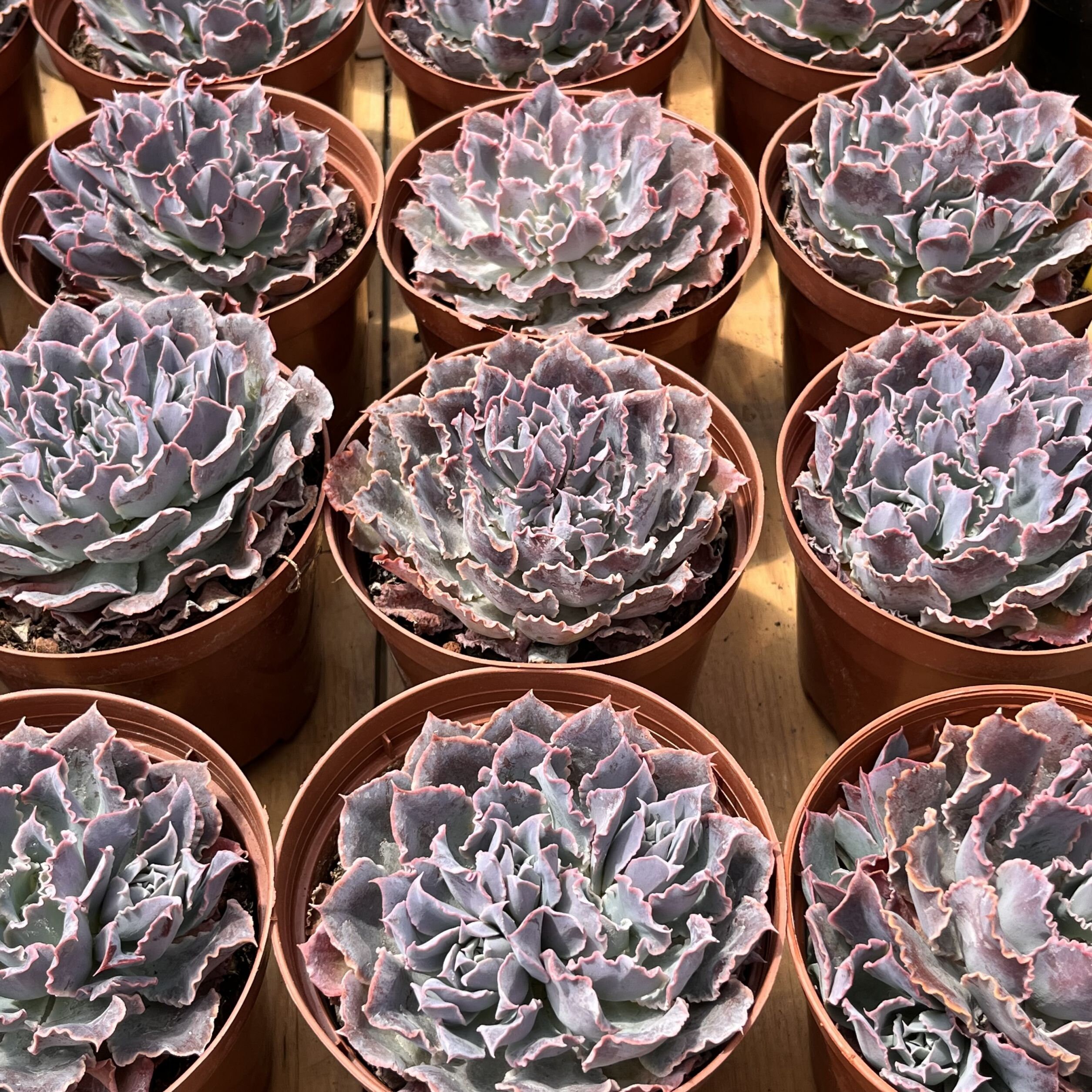 生きた多肉植物 - 珍しい多肉植物 - エケベリア シャビアナ デザート