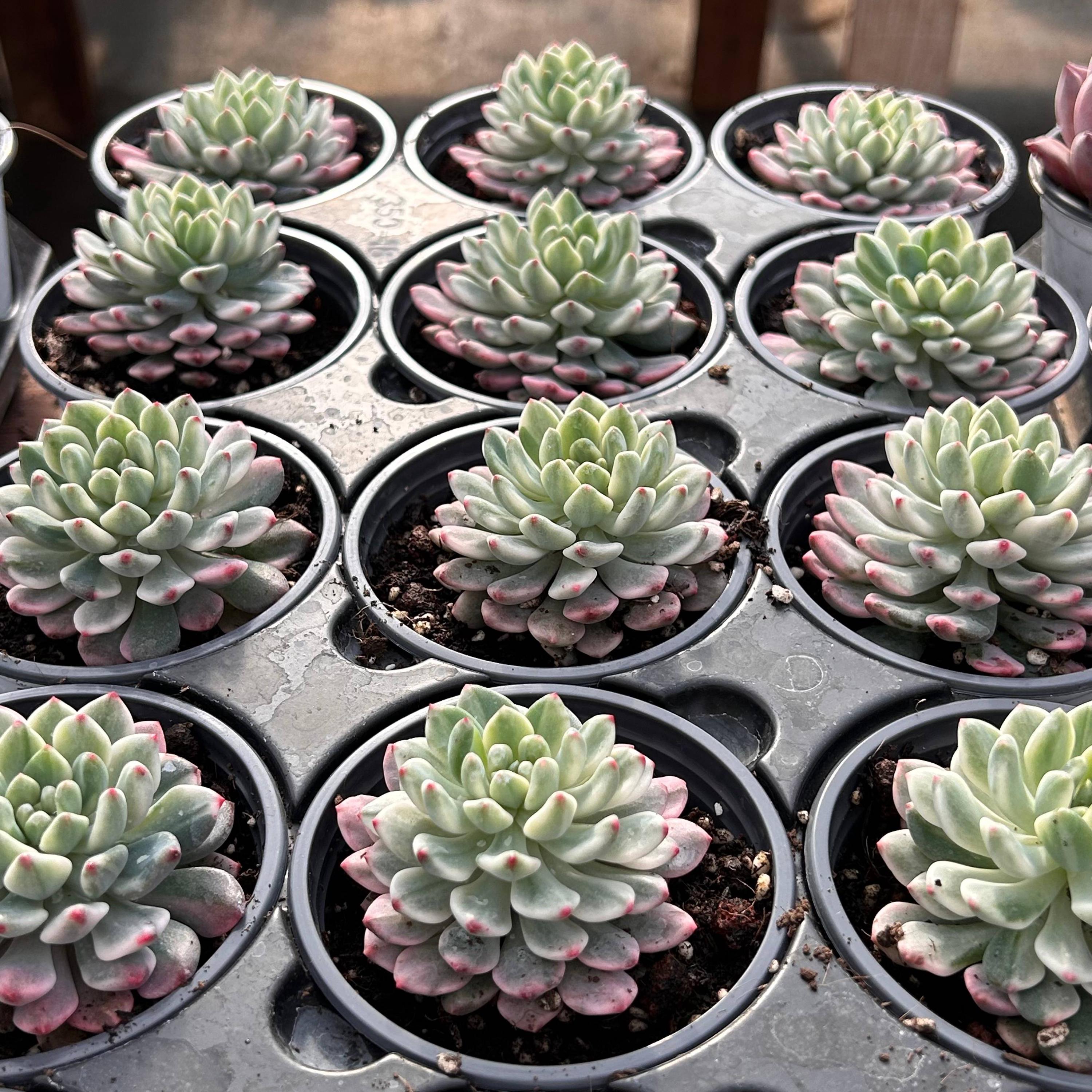 生きた多肉植物 - 珍しい多肉植物 - 多頭多肉植物 - セデベリア ブルー
