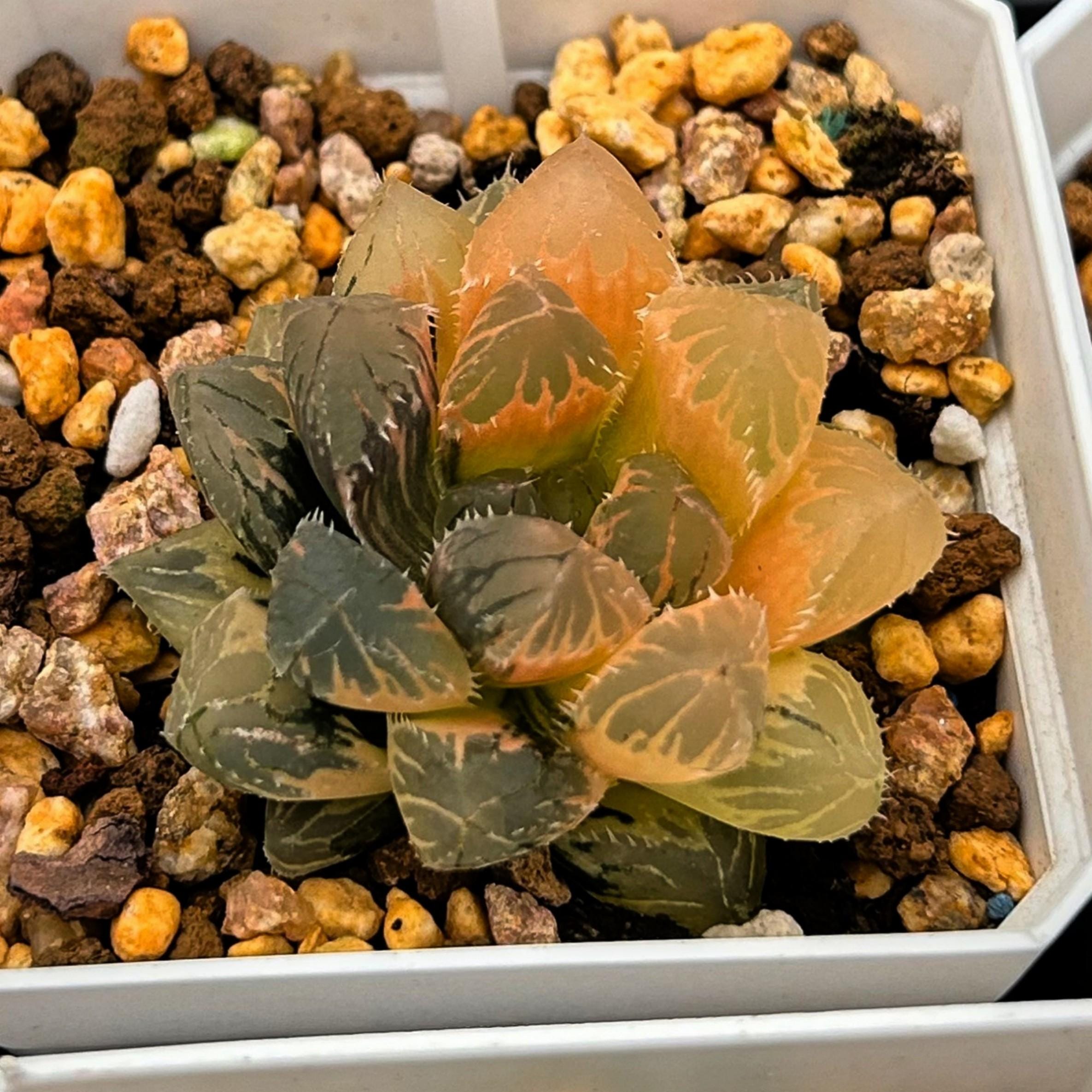 観葉植物 ハオルチア ブラックオブツーサ錦 糊斑 完璧株