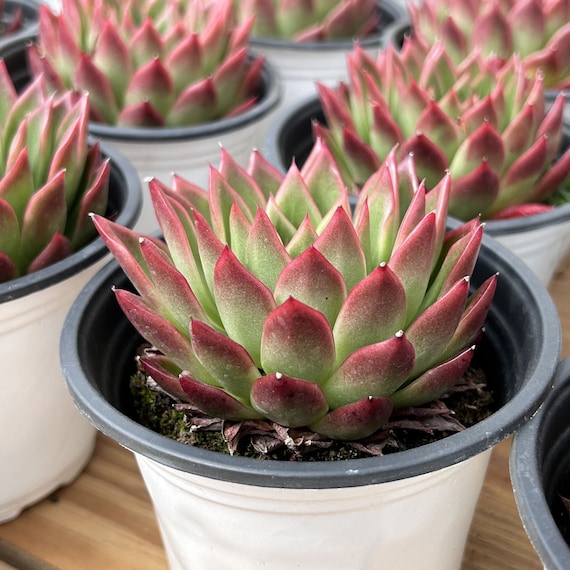 Live Succulents -rare Succulents - Echeveria Agavoides Red Edge - Etsy  Norway