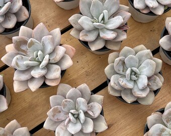@Rabbit.Echeveria出品 Echeveria 'Chubby Bunny' 2