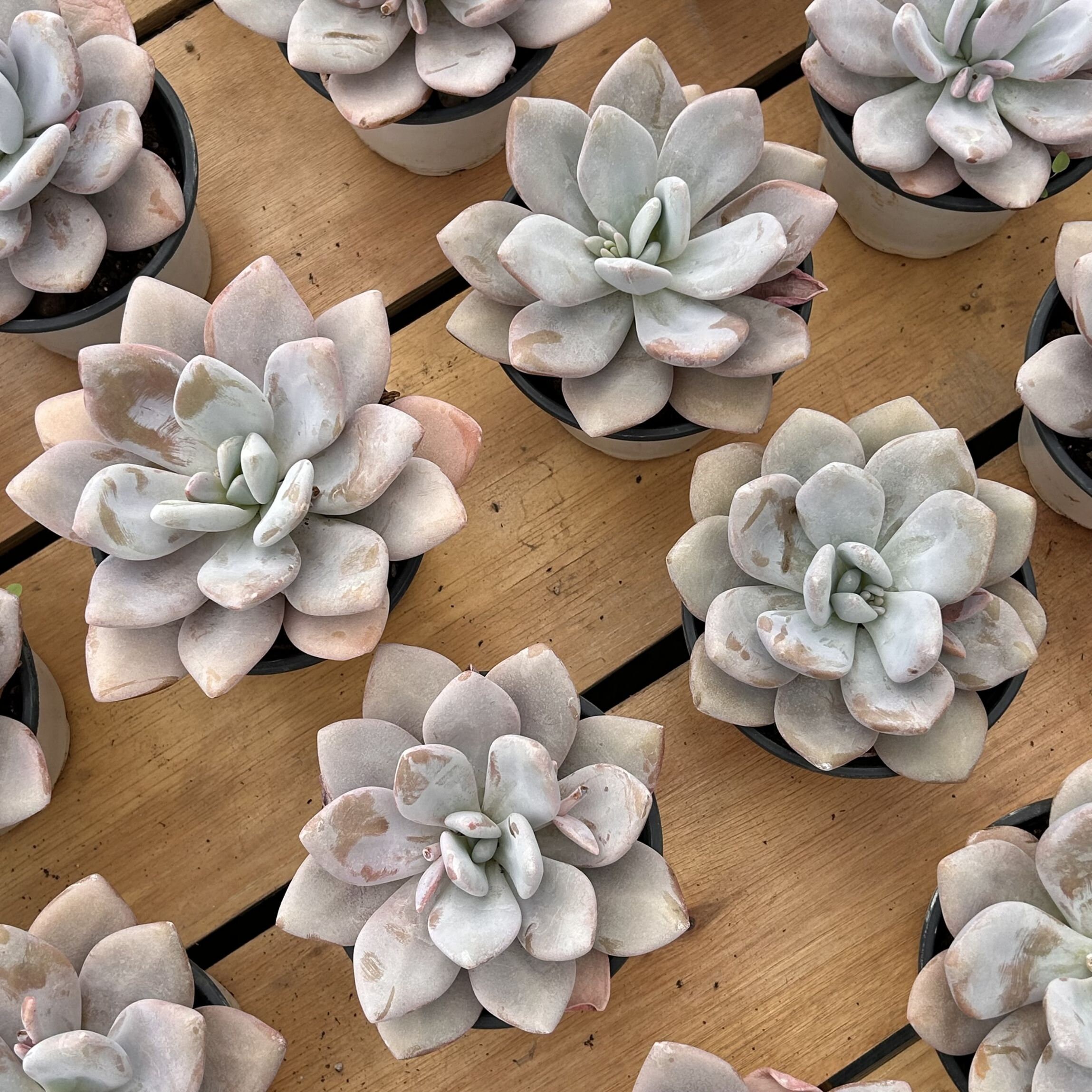 newsuccs200.jpg?v=1673645455