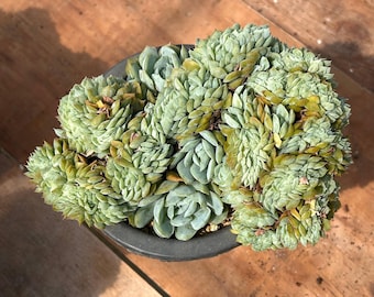 Suculentas vivas - Suculentas raras - Echeveria Berry Crested