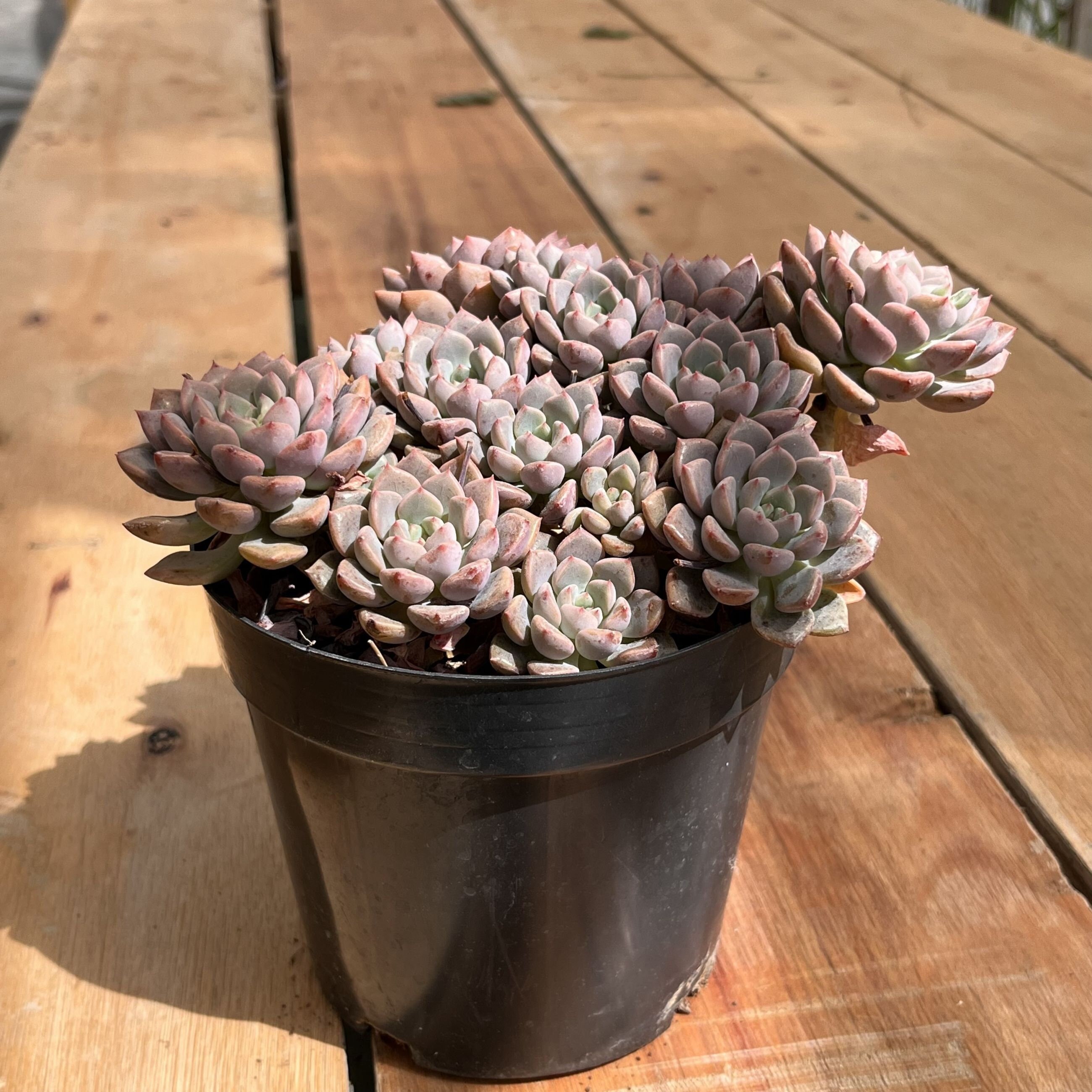 生きた多肉植物 - 珍しい多肉植物 - エケベリア ティンカーベル - Etsy