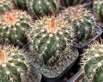 Melocactus Amoenus Hoffmanns - Rare Cacti, Cactus Plants Live - Etsy