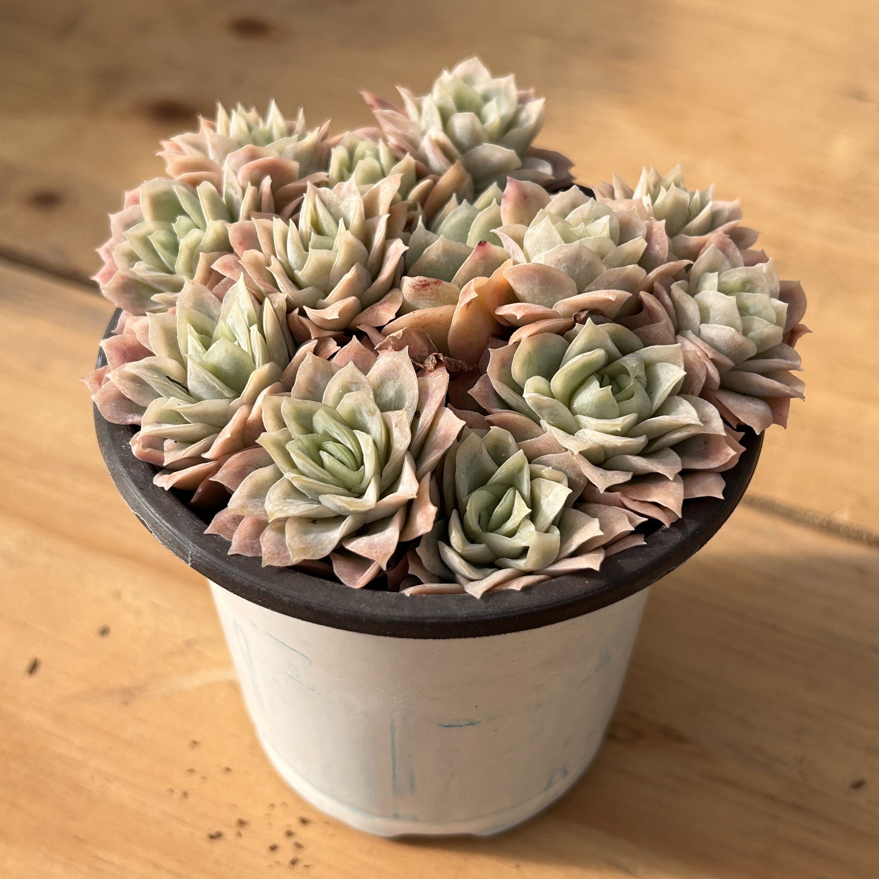 Live Succulents -rare Succulents -echeveria 'rose Queen' Ice