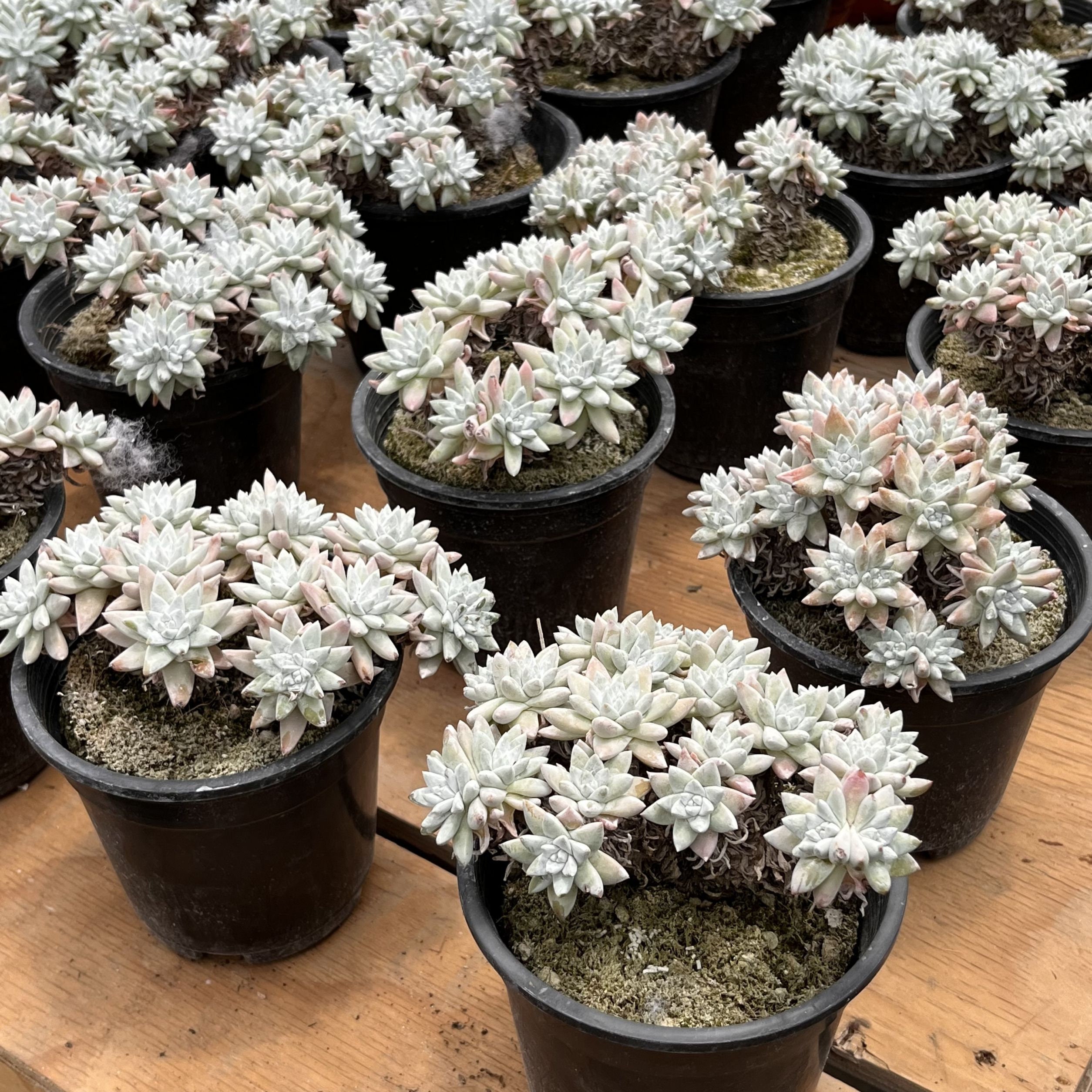 生きた多肉植物 - 珍しい多肉植物 - ダドリア グリネイ ホワイト