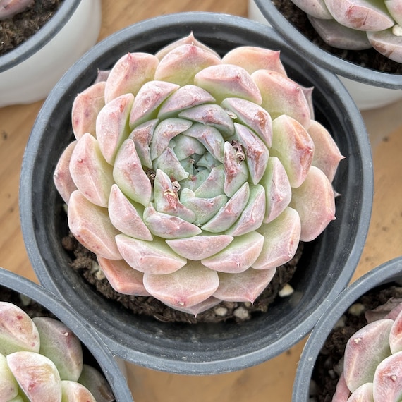 clay pot for planting Italian Terra Cotta Cache Pot