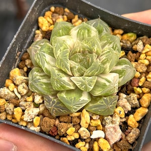 Live Succulents -Rare Succulents -Haworthia Cooperi Suzhou variegated