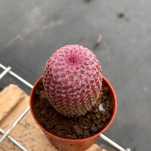 Cacto Vivo-Raro Cacto-Echinocereus Rigidissimus Rubispinus