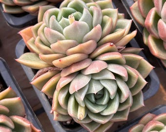 Lebende Sukkulenten -Seltene Sukkulenten -Mehrkopf Sukkulenten - Echeveria Weiße Rose