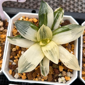 Live Succulents -Rare Succulents -Haworthia KangKeshisheng Variegated