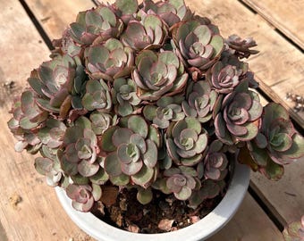 エケベリア シャビアナ トリュフ、多肉植物、多肉植物ギフト - Etsy 日本
