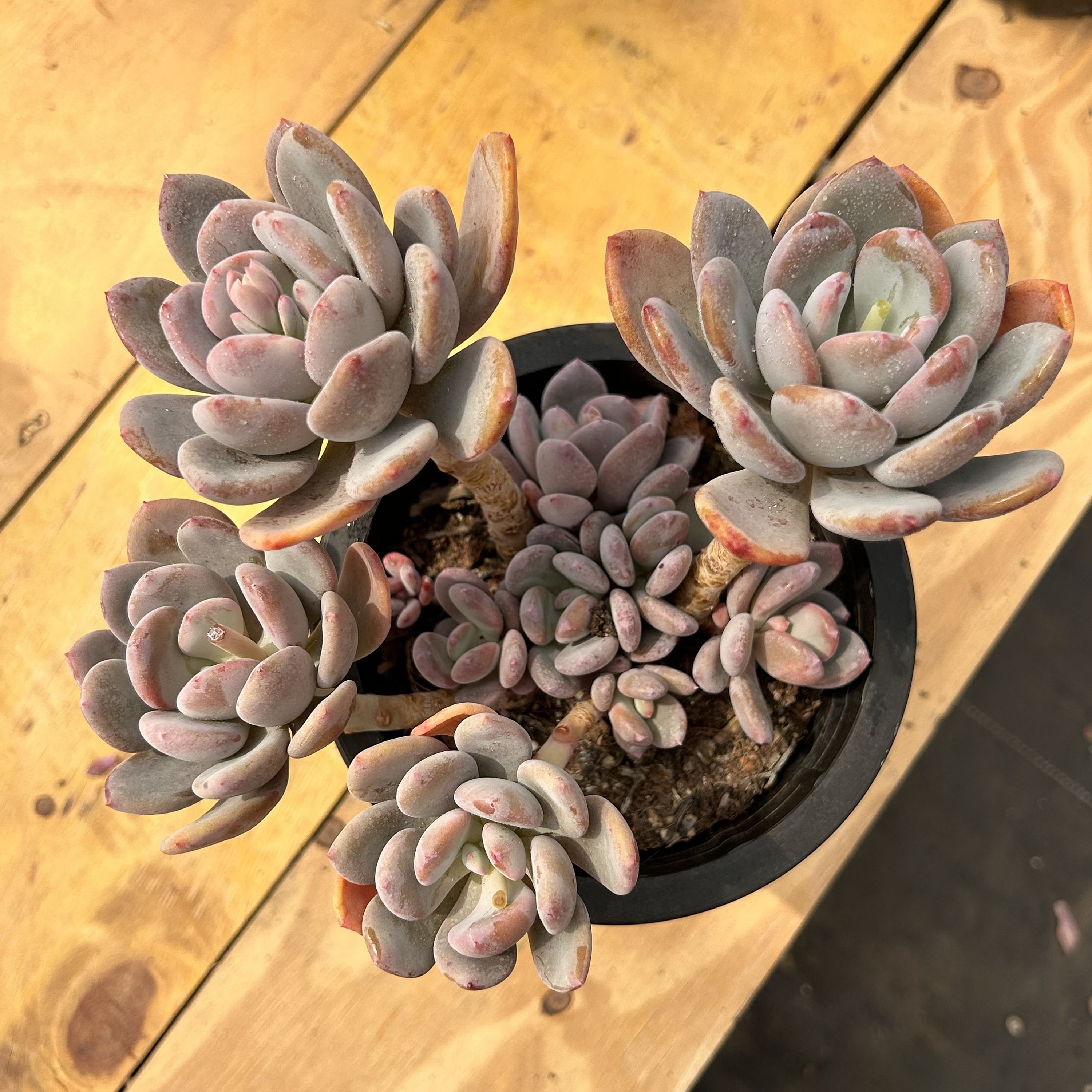 Live Succulents -rare Succulents -pachyphytum 'bracteosum
