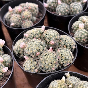 Live Cactus-Rare Cactus-Mammillaria schiedeana gisela