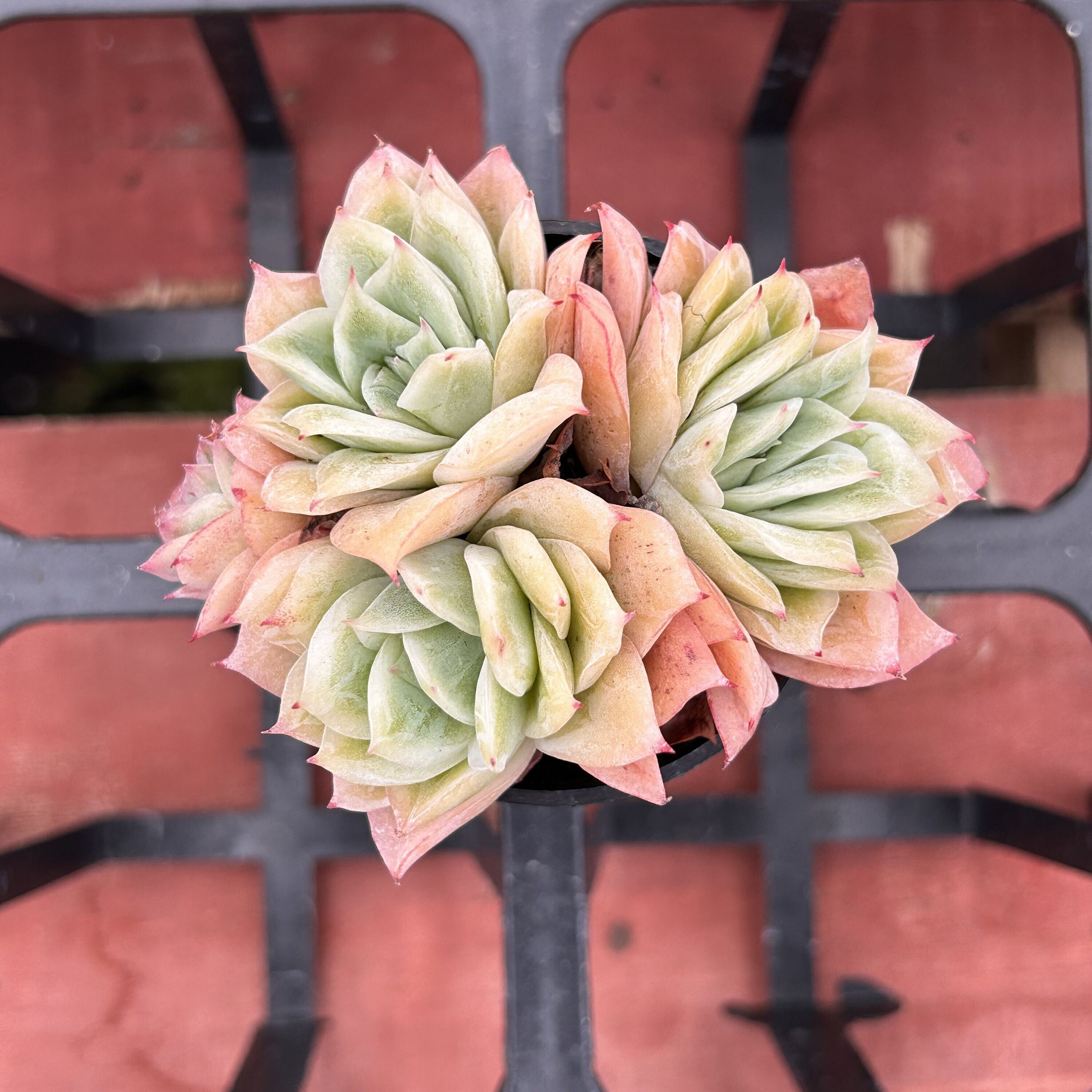 Live Succulents -Rare Succulents - Echeveria ‘lovesickness’