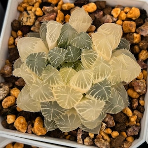 Live Succulents -Rare Succulents - Haworthia cooperi songlan Variegated