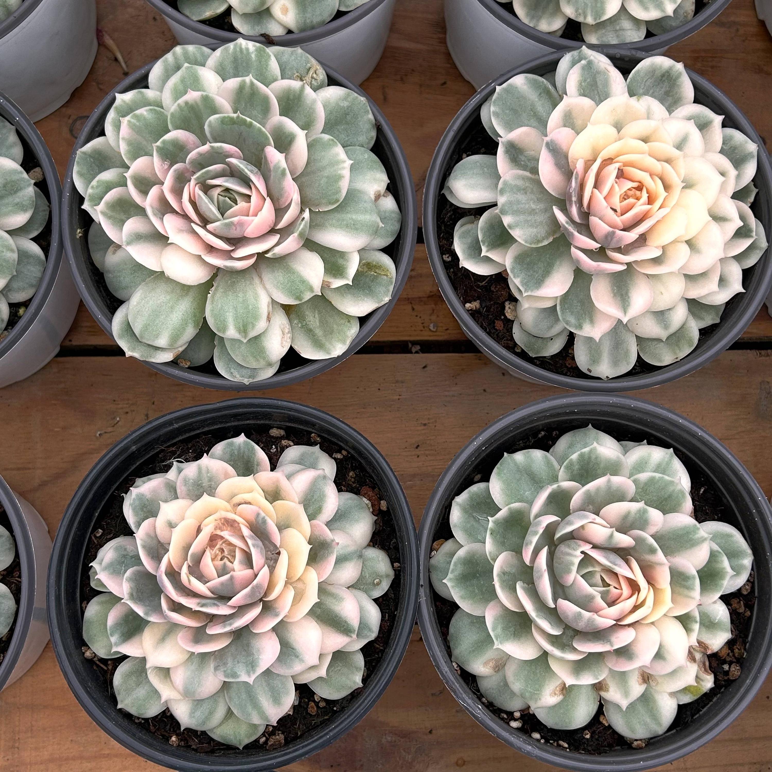 生きた多肉植物 - 珍しい多肉植物 - エケベリア オンスロー 斑入り