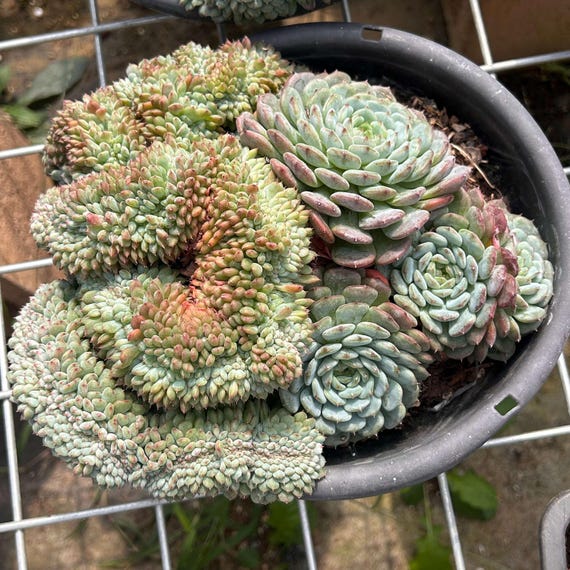 succulents in texas Echeveria 'Texas Red' 3"-4" Succulent Plant