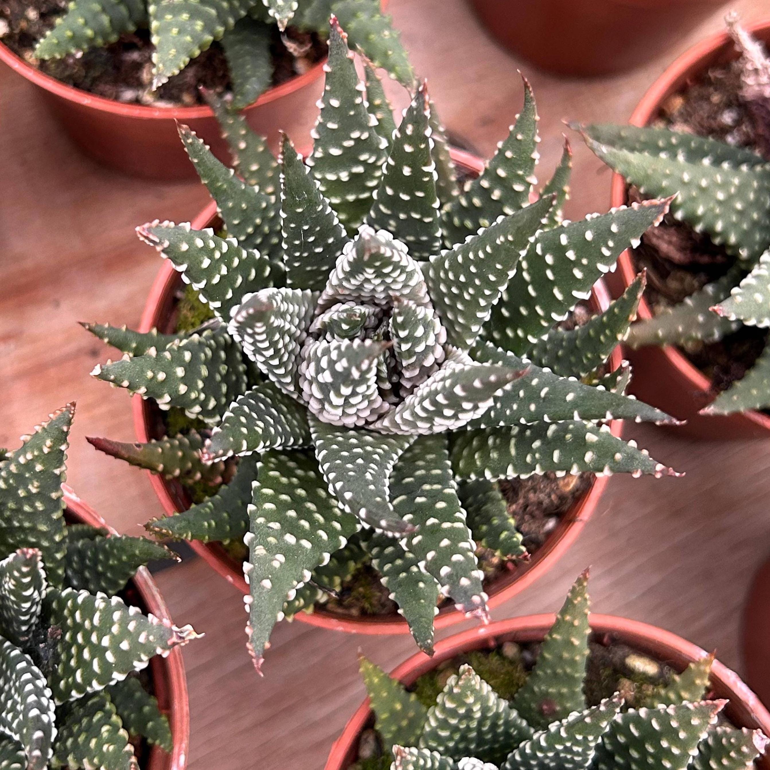 Haworthia pumila - Etsy 日本