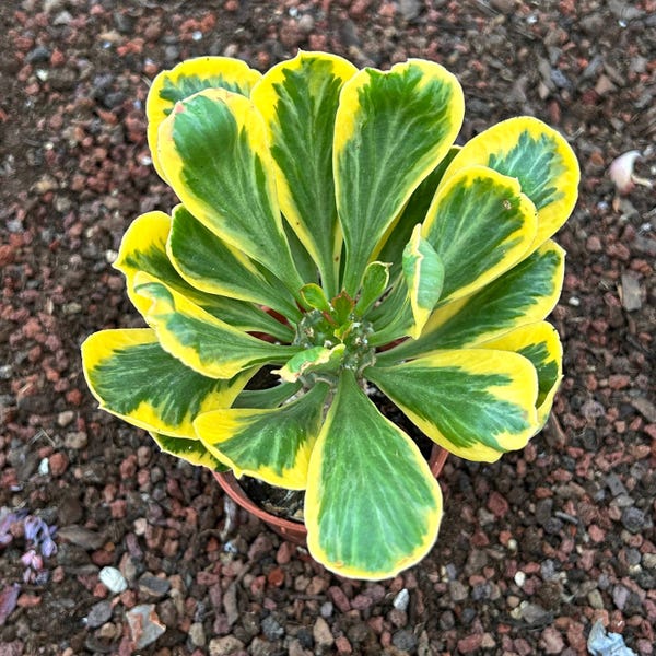 Live Cactus-Rare Cactus-Euphorbia poissonii variegated