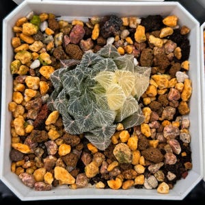 Live Succulents -Rare Succulents - Haworthia cooperi hair variegated