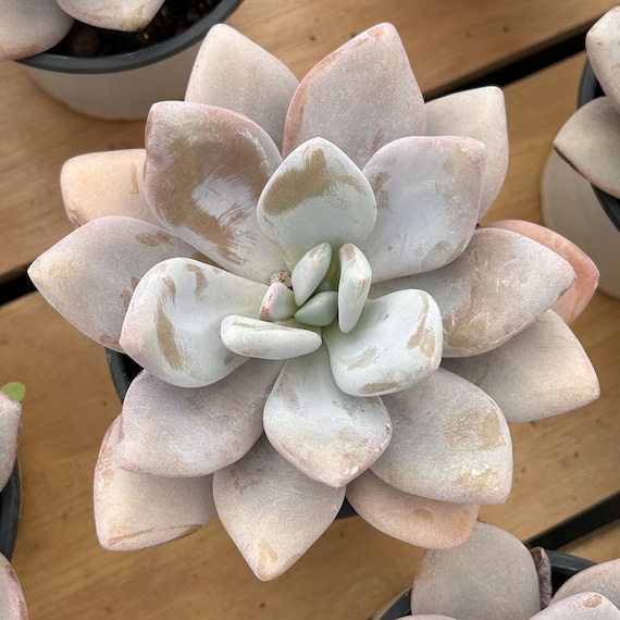 Live Succulents -rare Succulents - Echeveria 'pink Bunny' - Etsy