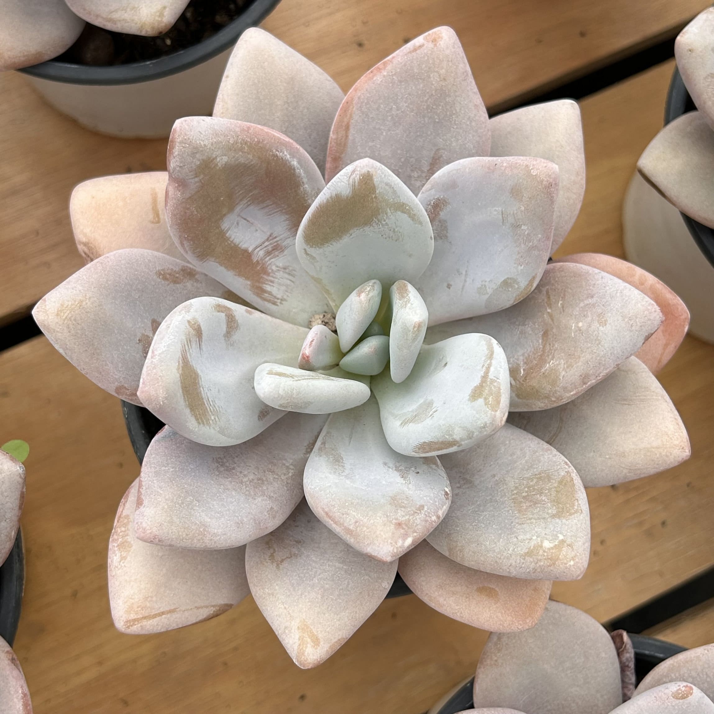 @Rabbit.Echeveria出品 Rabbit.Echeveria出品 Rabbit.Echeveria出品 Echeveria Pink