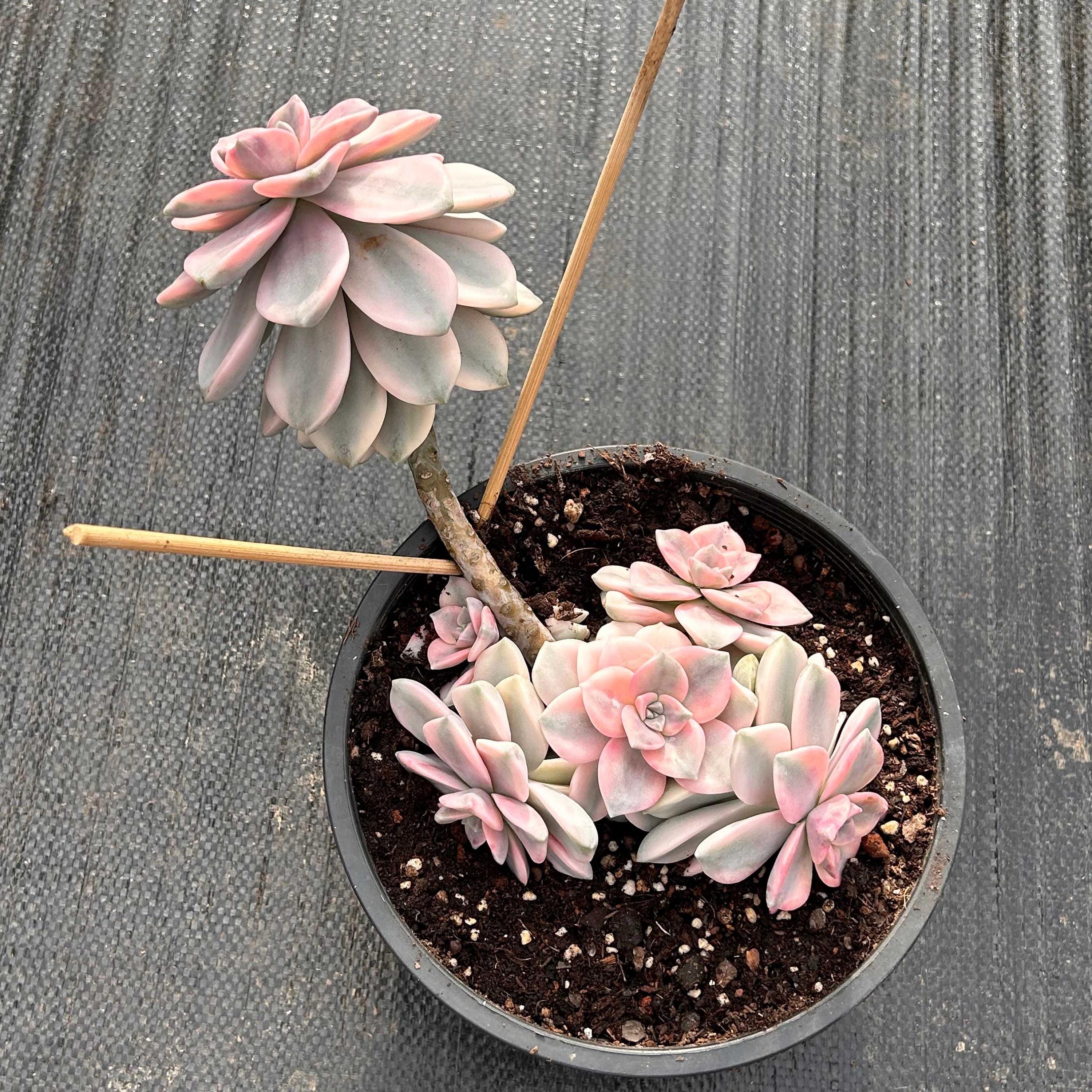Plantes succulentes vivantes - Plantes succulentes rares - Plantes succulentes à plusieurs têtes - Graptopetalum Purple Delight panaché