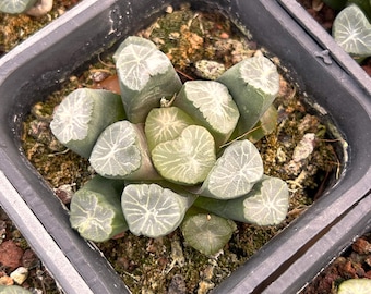 Suculentas vivas - Suculentas raras - Textura de Haworthia maughani