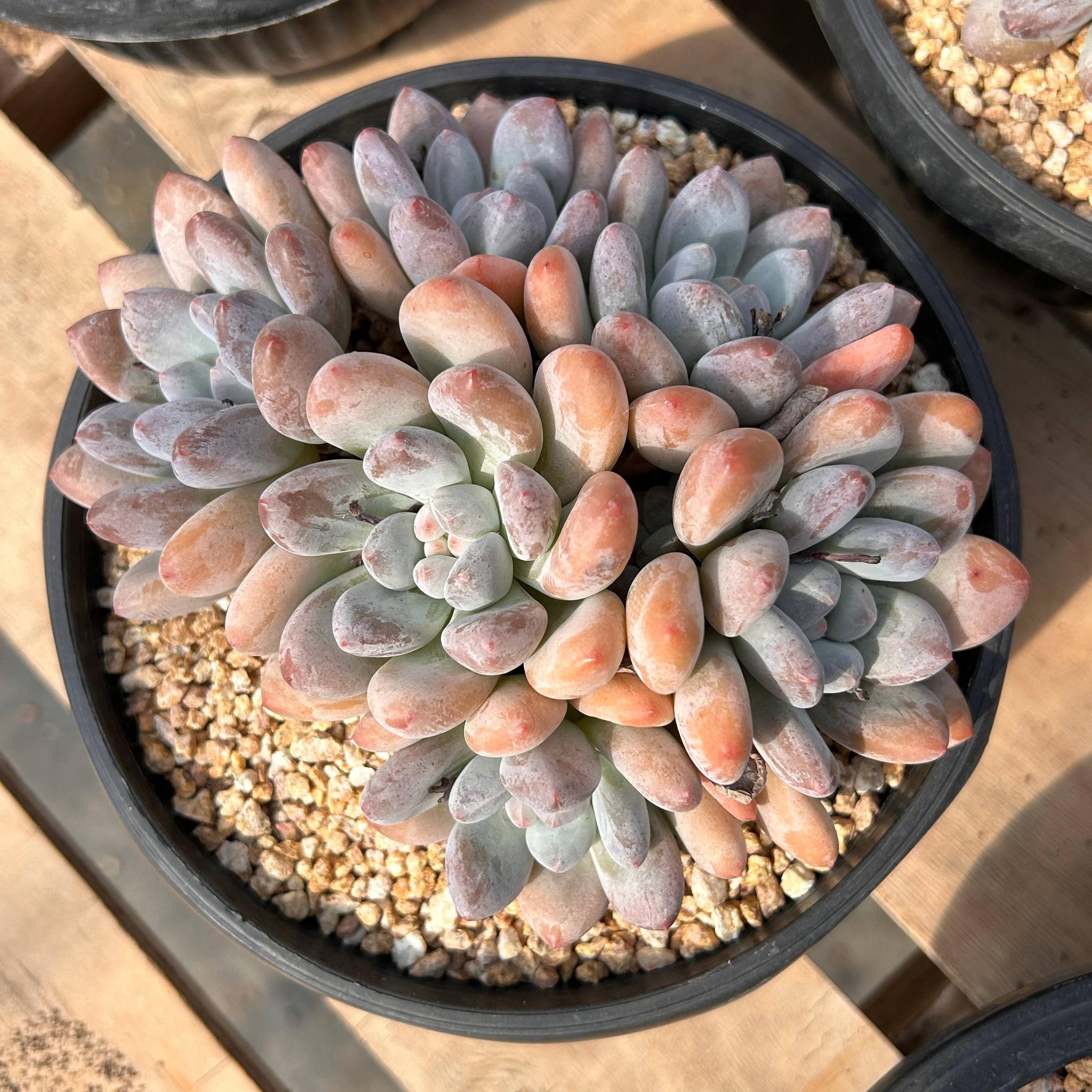 Resin prototype of Denethor's sculpt from Lord of the Rings, image size:3000x3000