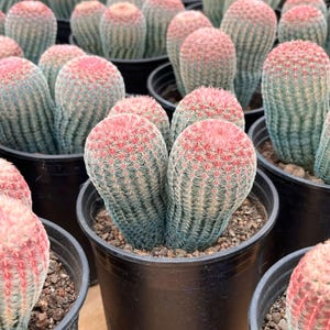 Live Cactus-Rare Cactus-Echinocereus rigidissimus rigidissimus