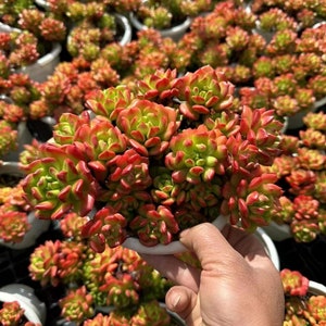 Peut inclure: Gros plan sur une plante succulente aux feuilles rouges et vertes. La plante est dans un petit pot blanc et est tenue par une main.