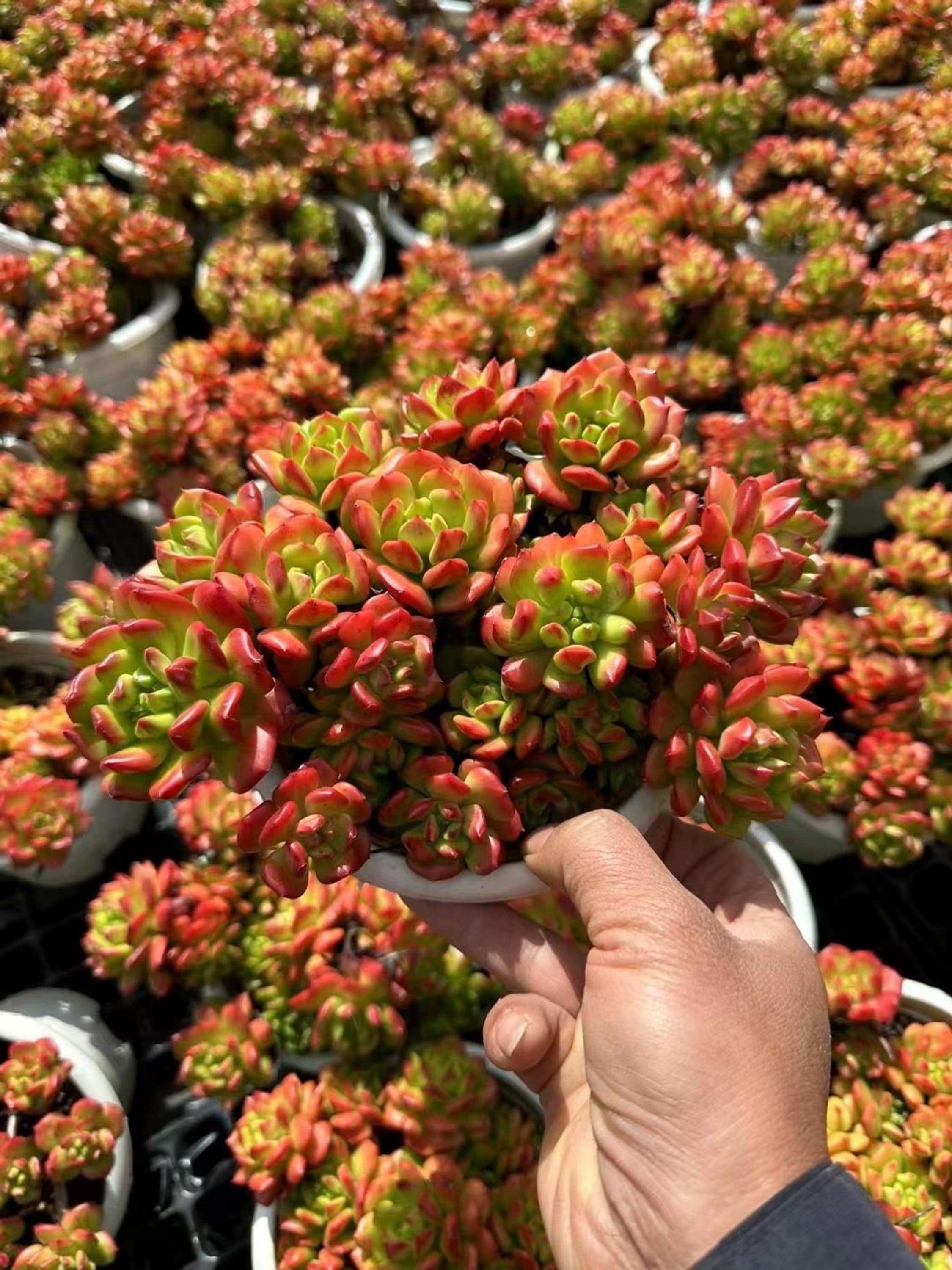 Live Succulents -Rare Succulents -Multihead Succulents -Echeveria 'lantern'