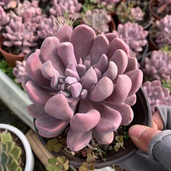 Live Succulents -Rare Succulents -Graptoveria Topsy Debbie