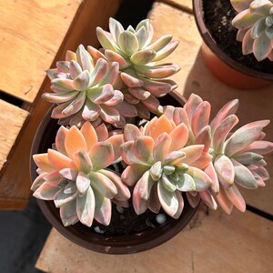 Op de afbeelding: Een close-up van een vetplant met lichtgroene en roze bladeren in een bruine pot. De plant is scherpgesteld en de achtergrond is wazig.