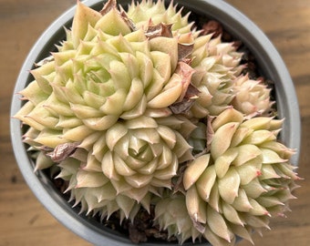 エケベリア「ミルクティー」、珍しい生きた多肉植物 - Etsy 日本 