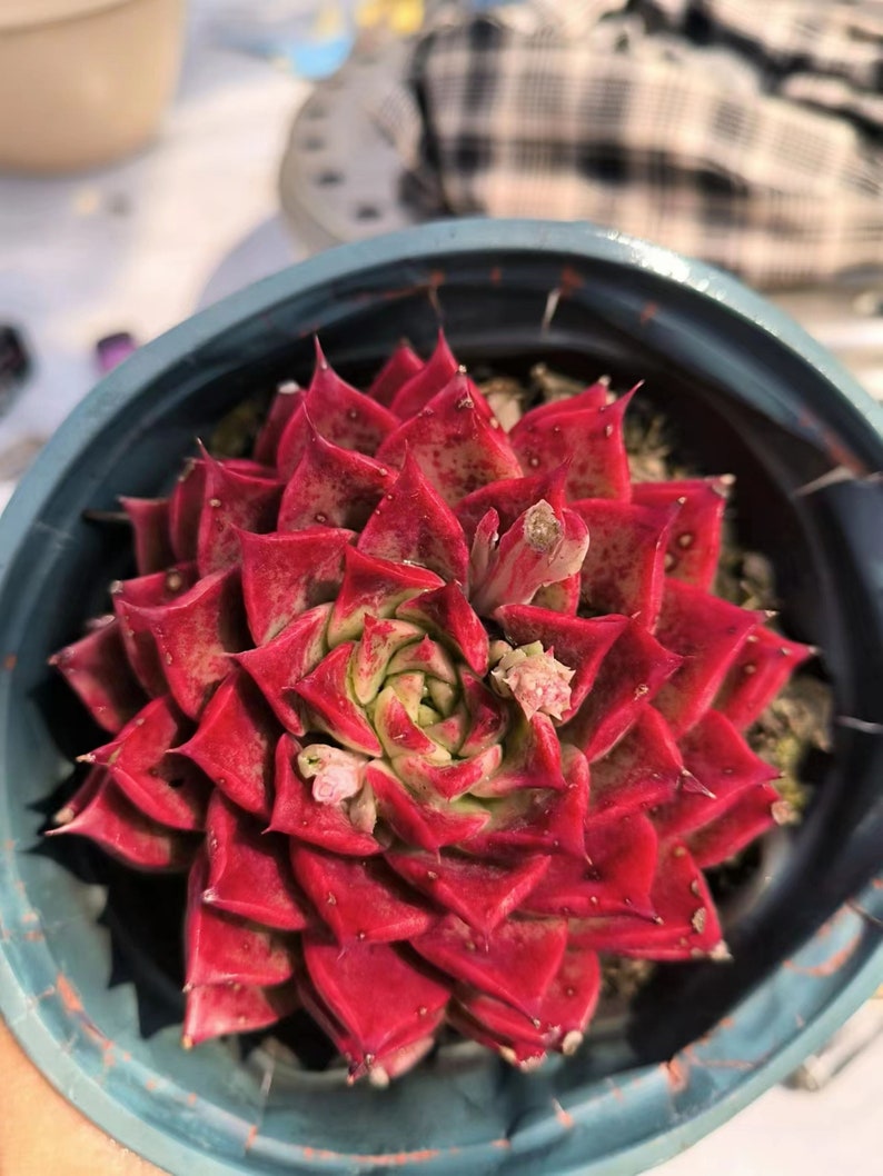 Live Succulents rare Succulents echeveria 'seashell' Etsy