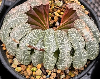 生きた多肉植物 -珍しい多肉植物 -ハオルチア ユウジ