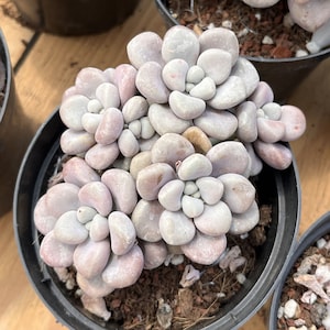 Live Succulents -Rare Succulents - Echeveria Shaviana Desert Star