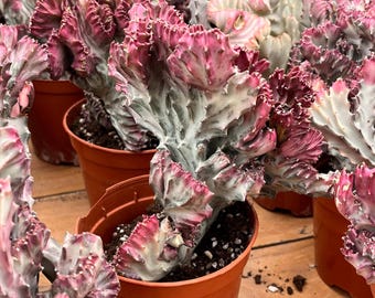 Live Cactus-Rare Cactus-uphorbia Lactea Variegated