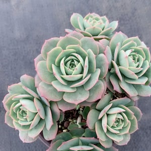 Live Succulents -Rare Succulents -Echeveria &#39;Claudia&#39;