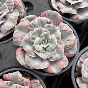 Op de afbeelding: Close-up van een vetplant met grijsgroene bladeren met roze en rode tinten. De plant staat in een zwarte plastic pot. De bladeren vormen een rozetvorm, die de ingewikkelde details van de plant laat zien.