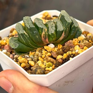 Live Succulents -Rare Succulents -Haworthia truncata eighteen coulee vaeiegated