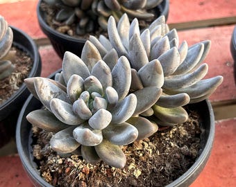 Live Succulents -Rare Succulents - Echeveria Fragrant Lotus
